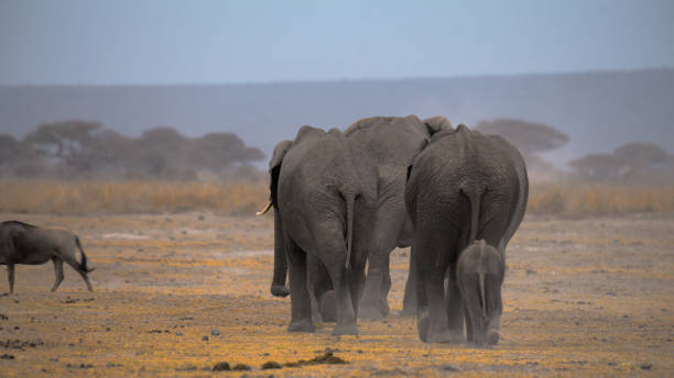 A family of African elephants, led by a calf, treks across the dusty terrain of Kenya's Amboseli National Park with a lone warthog in the background.