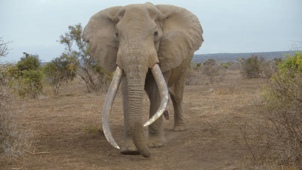 istock Giant Tusker Elephant in Amboseli National Park 2195377030
