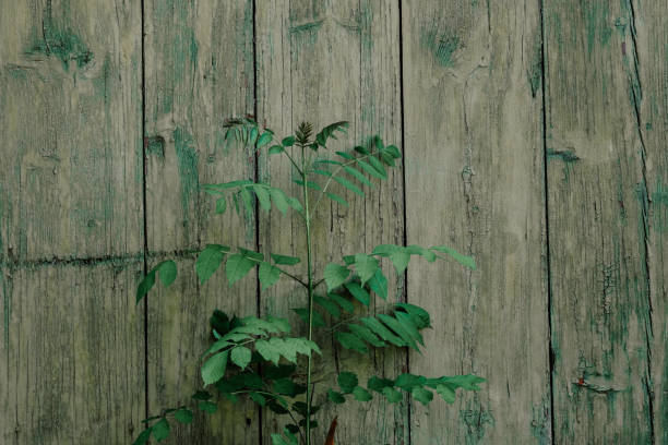 A green plant emerges from the ground at the base of a weathered wooden wall, showcasing resilience and nature's beauty.