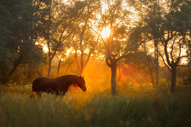 A New Forest Pony in the New Forest National Park