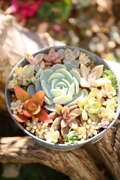 colorful succulent plants in a pot, decorative gardening