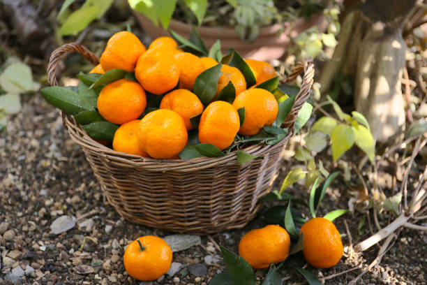 freshly picked tangerine oranges in a basket on a ground in a garden