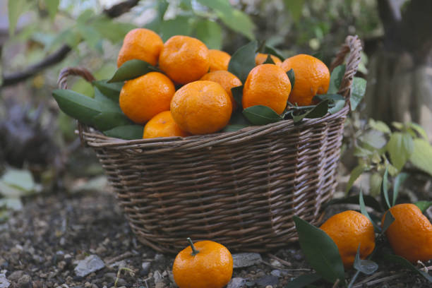 freshly picked tangerine oranges in a basket on a ground in a garden