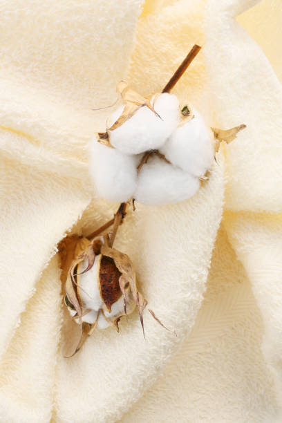 istock a white cotton pod on a towel textile background 2195379653