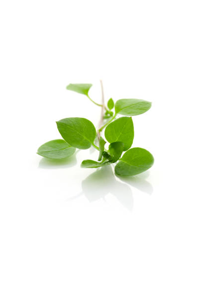 Mint in a bunch from above on a cold-toned background.