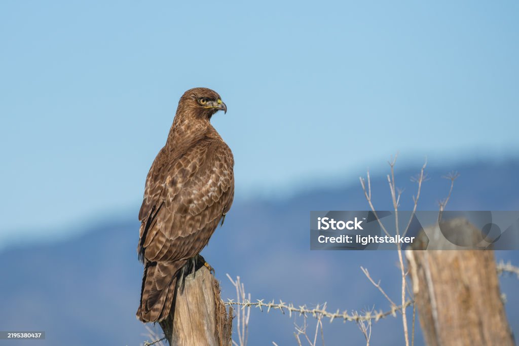 Hawk Body Redtailed Hawk Stock Photo - Download Image Now - Animal Body Part ...