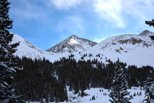 A breathtaking view of a majestic mountain peak blanketed in snow, with a dense forest of evergreen trees encircling its base, all under a clear blue sky.