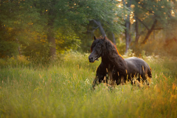 Friesian horse grazing in grassy meadow