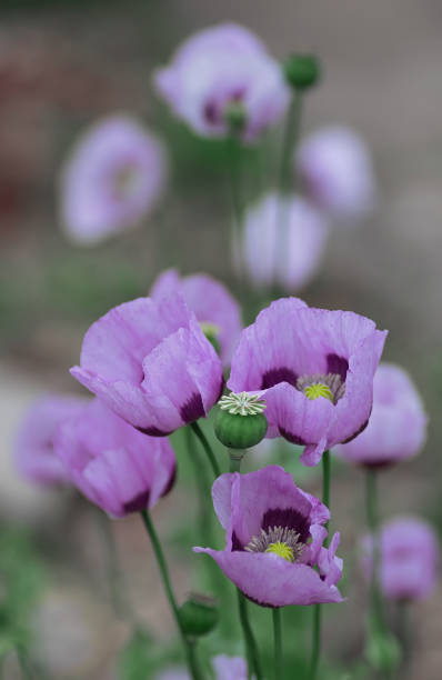 Lilac Poppy Flowers. Blooming lilac poppies. Vertical crop. Closeup.