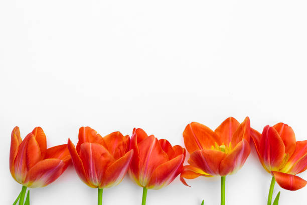 istock Fresh tulip flowers isolated on white background. creative photo. 2195391609