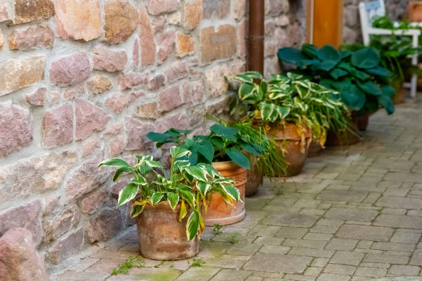 Beautiful potted plants line a stone wall in a quaint outdoor setting during a sunny day stock photo