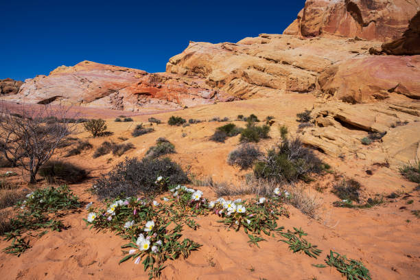 istock Valley of Fire State Park at Dawn 2195393987