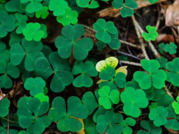 istock Emerald Green Clover Field with Four-Leaf Clovers 2195394571