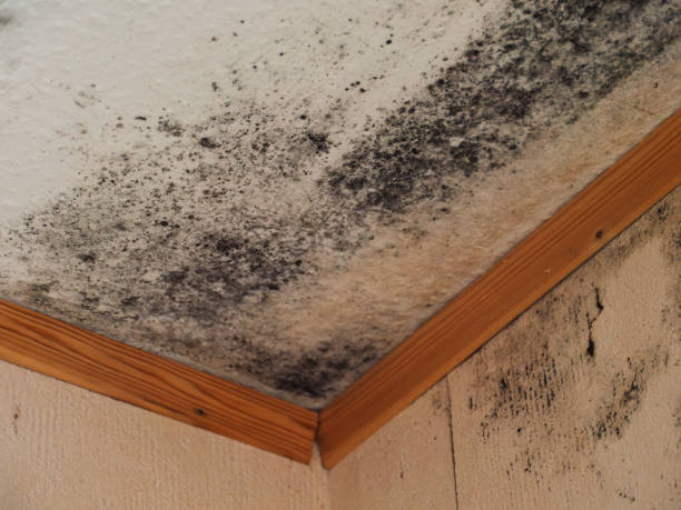istock Mold Growth on Ceiling: Causes and Remediation Tips 2195394699