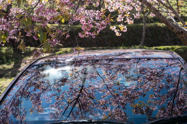 istock Reflection of blooming Wild Himalaya Cherry tree on car parked under the tree 2195395789