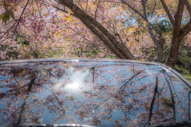 istock Reflection of blooming Wild Himalaya Cherry tree on car parked under the tree 2195395800