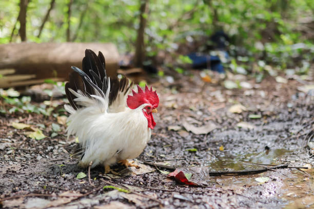 istock White Thai bantam chickens with black tails are raised free-range and forage in the yard 2195396038