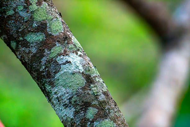 White and yellow lichens on tree bark in tropical land forest in Thailand, this creature consist of fungus and algae.