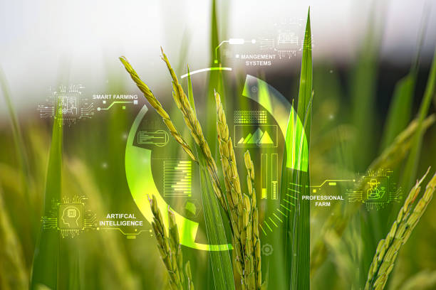 agricultural technology concept, ai system. a young man is working on a farm using a tablet controller with innovative technology for a smart farm system. - landbouw stockfoto's en -beelden