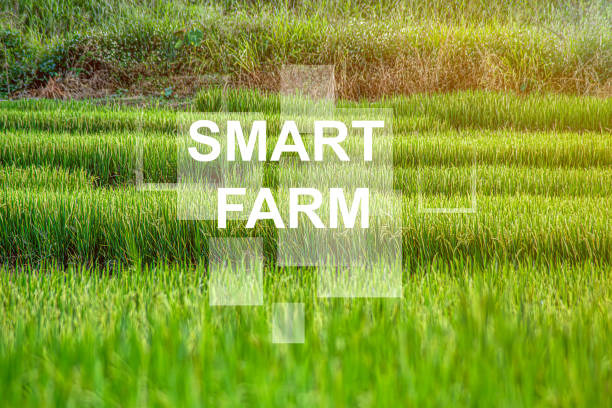istock Female farmer inspecting her smart farm grain field. technology and send data to the cloud from the tablet. in the analysis and control of plant quality in the soil smart digital agriculture 2195396772