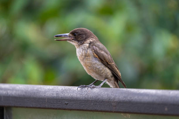 istock A Juvenile Australian Butcherbird (Cracticus torquatus) perched gracefully with a soft green defocused background, showcasing its distinctive plumage 2195396836