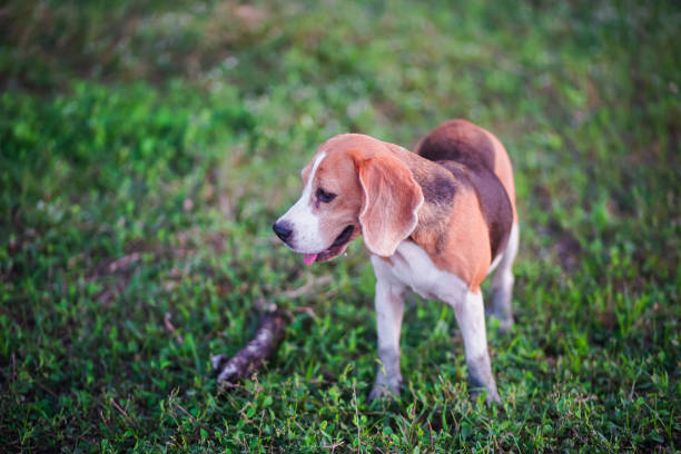 istock A cute  beagle dog stands on the green grass field 2195398314
