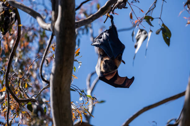 Group of Grey-headed flying foxes upside down on a branch. The grey-headed flying fox is endemic to Australia and classed as vulnerable. It is the largest bat in Australia, with a wingspan of 1 meter (3 feet 3 inches).