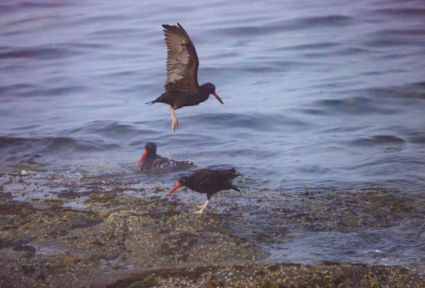 Oyster catchers in the early morning along the coast line on the West Coast.