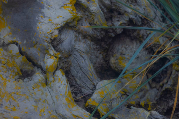An abstract piece of wood laying on the beach British Columbia.