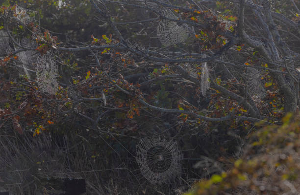 Spider mites in the forest on trees and bushes