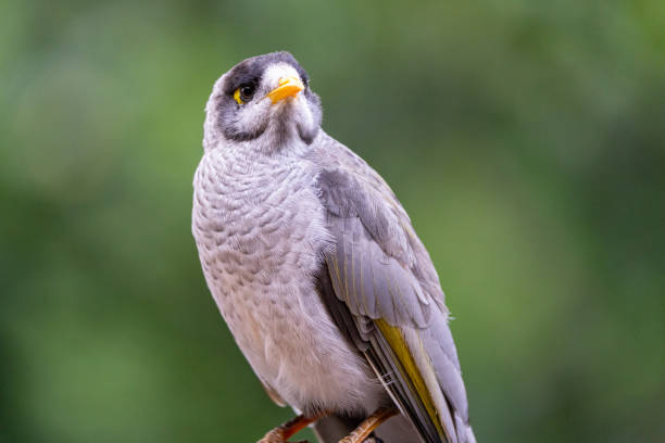 A Noisy Miner (Manorina melanocephala) perched with a blurred green forest backdrop, showcasing its grey plumage and striking yellow accents