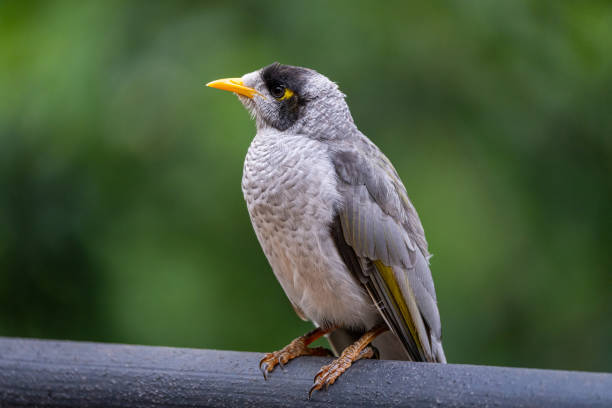 istock A Noisy Miner (Manorina melanocephala) perched with a blurred green forest backdrop, showcasing its grey plumage and striking yellow accents 2195401023