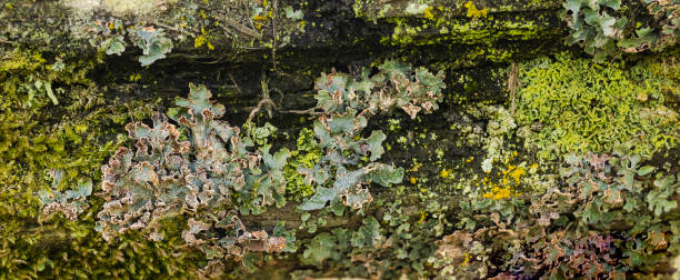 istock Lichens On The Fence 2195401266