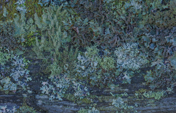 Lichens growing. on a fence showing signs of rotting.
