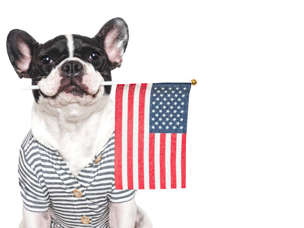 istock Charming puppy and American Flag. Studio shot 2195402413