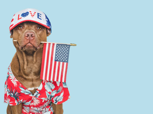 istock Charming brown dog, sunhat and American Flag 2195402416