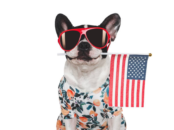 istock Charming puppy, sunglasses and American Flag. Studio shot 2195402424