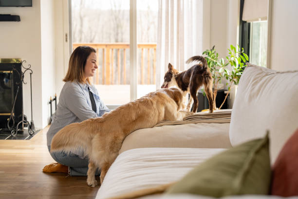 istock Woman interacting with her dogs at home 2195402467