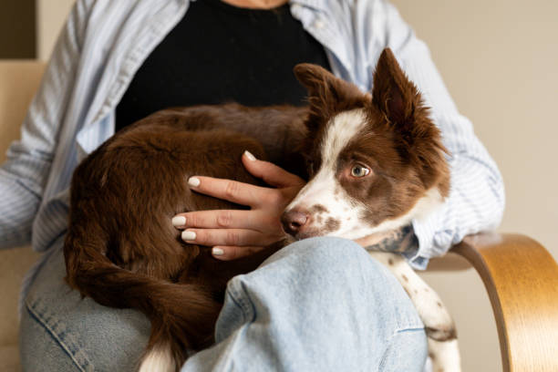 istock Woman holding her dog 2195402478