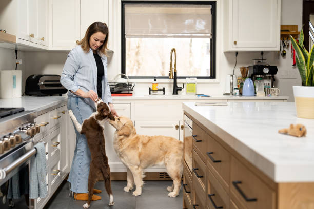 istock Woman interacting with her dogs in the kitchen 2195402488