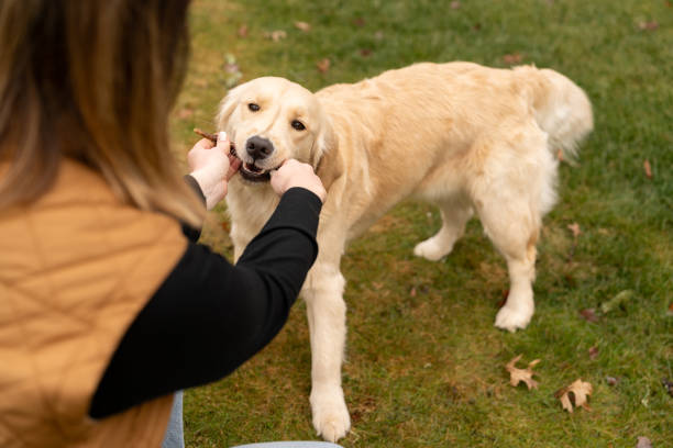 istock Woman training her dog outside home 2195402539