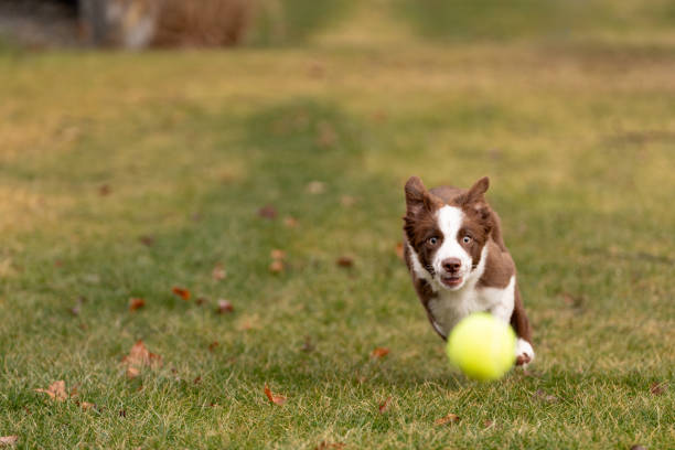 Border Collie catching a ball outside in a grass area