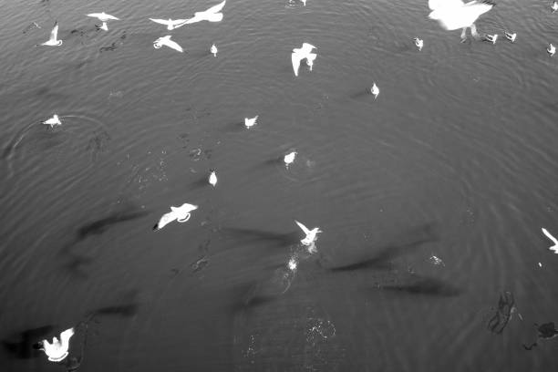 the sea and seagulls