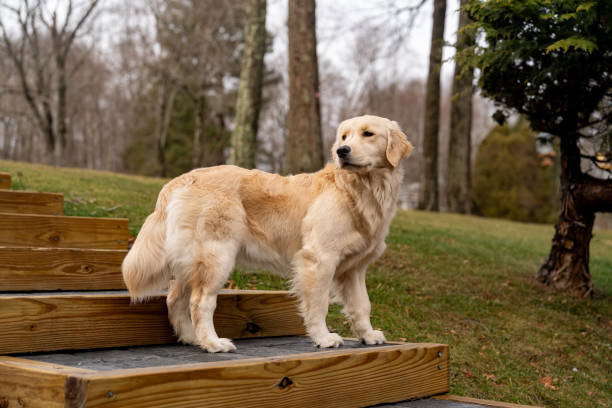 Golden retriever outdoors in a non-urban area