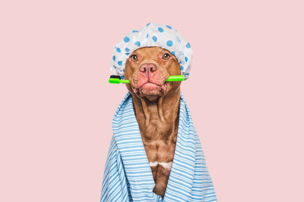istock Cute dog, shower cap, toothbrush and blue towel 2195403329