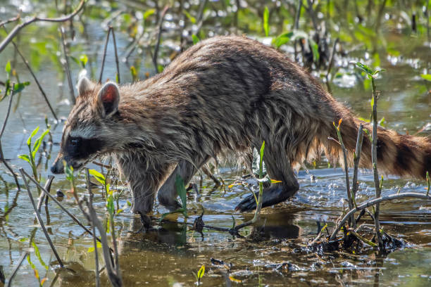 istock Raccoon walking through a swamp 2195404947
