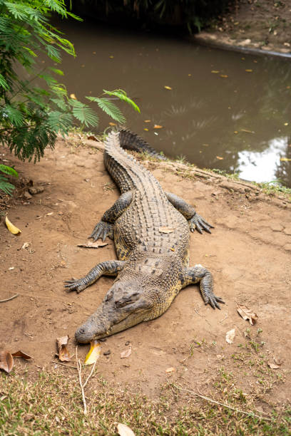istock Crocodiles in action at Bandung Zoo 2195405046