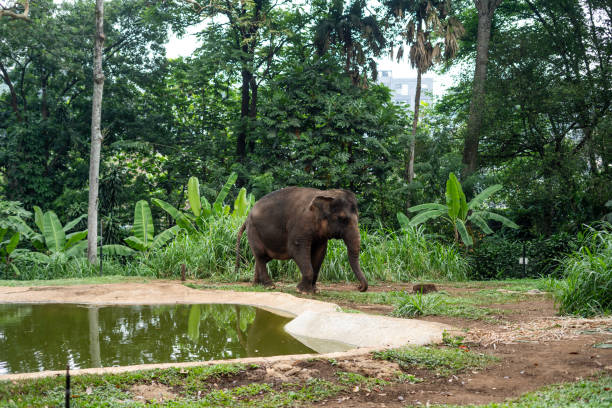 Elephants in action at Bandung Zoo