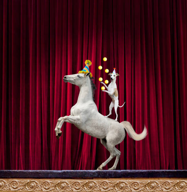 Conceptual image of dog and pony show, dog juggles on pony's back,  John M.Lund
