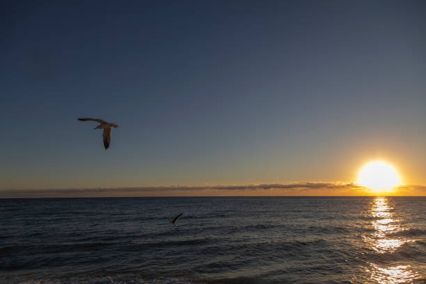 Seagulls flying on the beach at sunrise at Lauderdale By The Sea Beach, Fort Lauderdale, Florida, USA